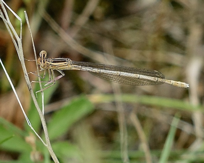 white-legged damselfly